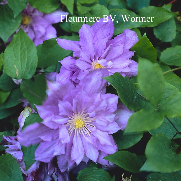 Clematis 'Proteus'