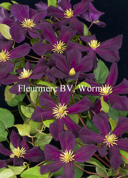 Clematis 'Romantika'