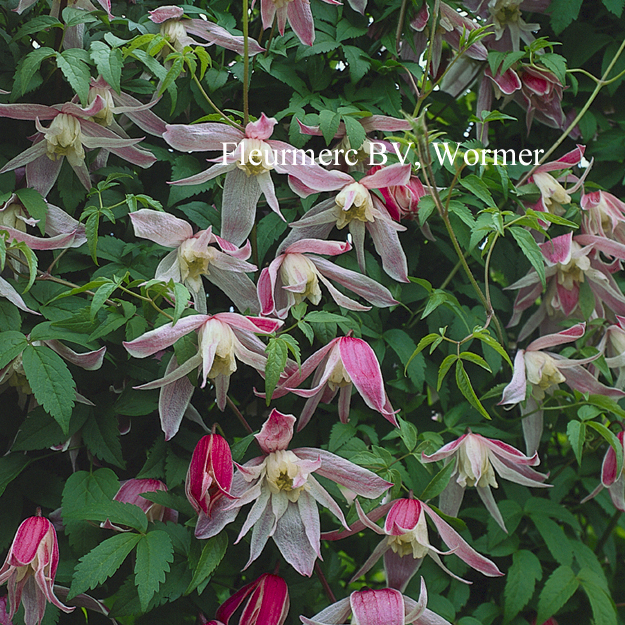 Clematis 'Rosy o'Grady'