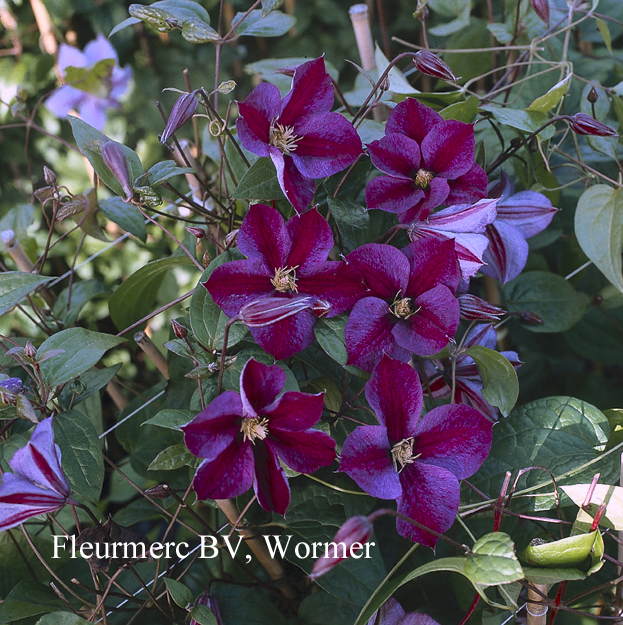 Clematis 'Star of India'