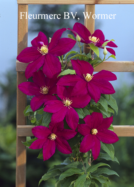 Clematis 'Sunset'