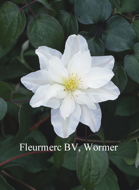 Clematis 'Sylvia Denny'