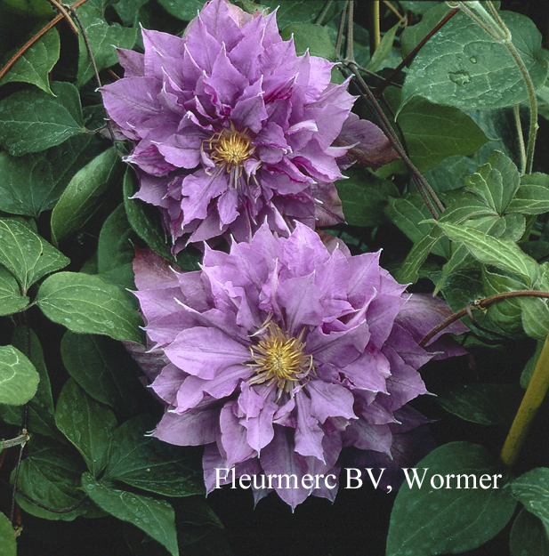 Clematis 'Vyvyan Pennell'