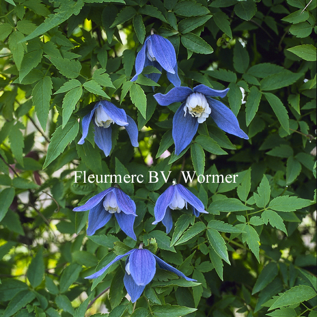 Clematis 'Frances Rivis'