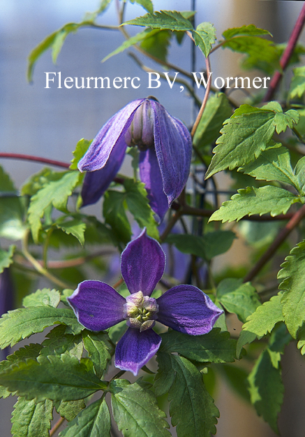 Clematis montana 'Odorata'