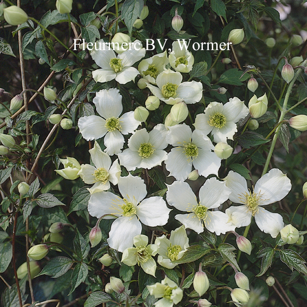 Clematis spooneri