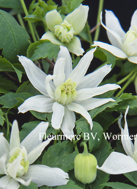 Clematis 'White Lady' (77075)