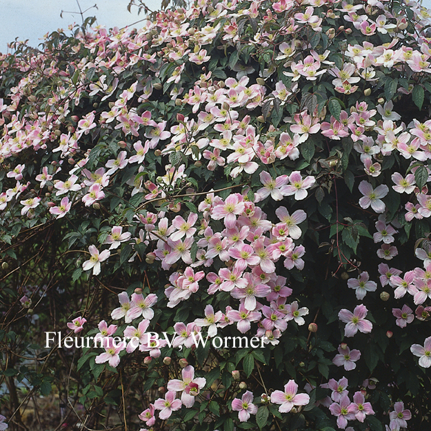 Clematis 'Elizabeth'