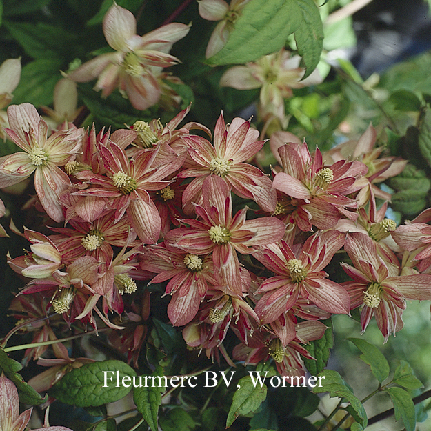 Clematis 'Marjorie'