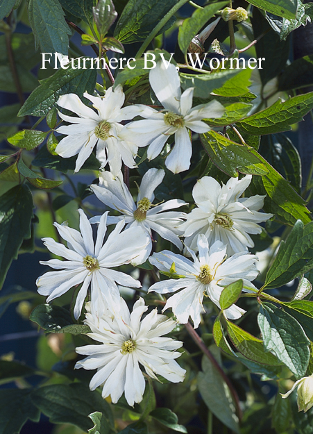 Clematis 'Pleniflora' (77081)