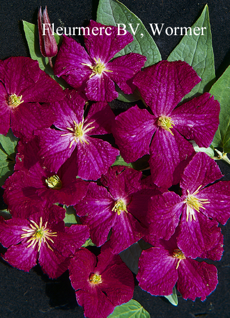 Clematis 'Abundance'