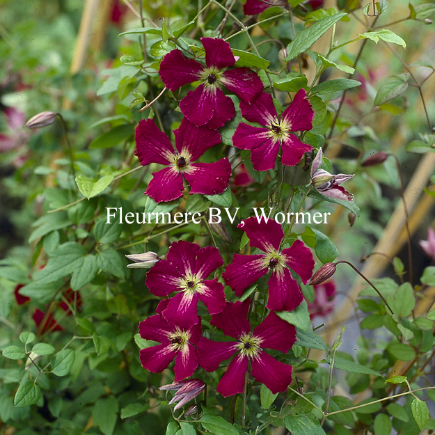 Clematis 'Rubra'