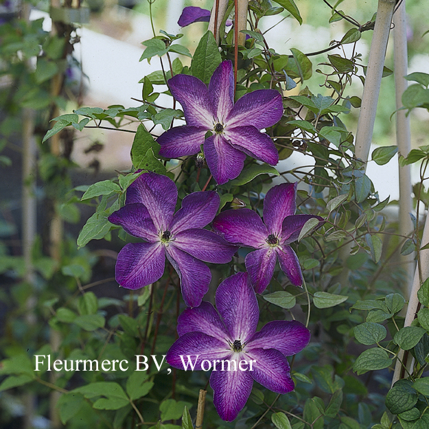 Clematis 'Venosa Violacea'