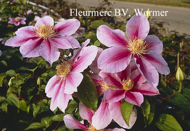 Clematis 'Bees Jubilee'