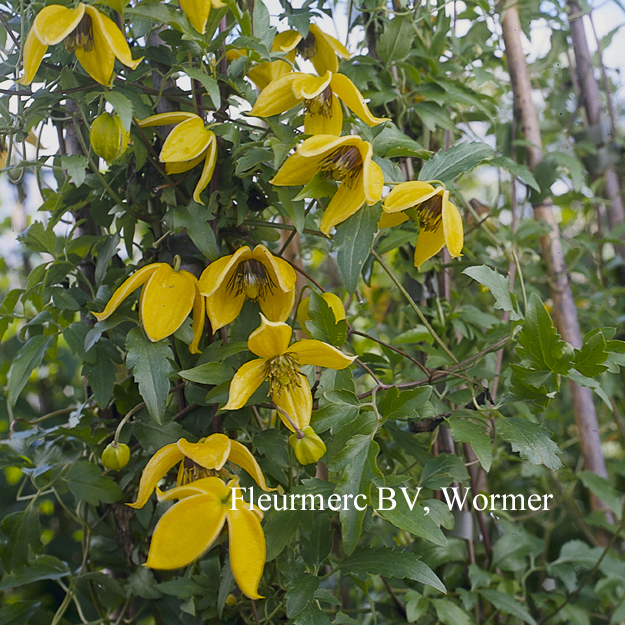 Clematis 'Corry'