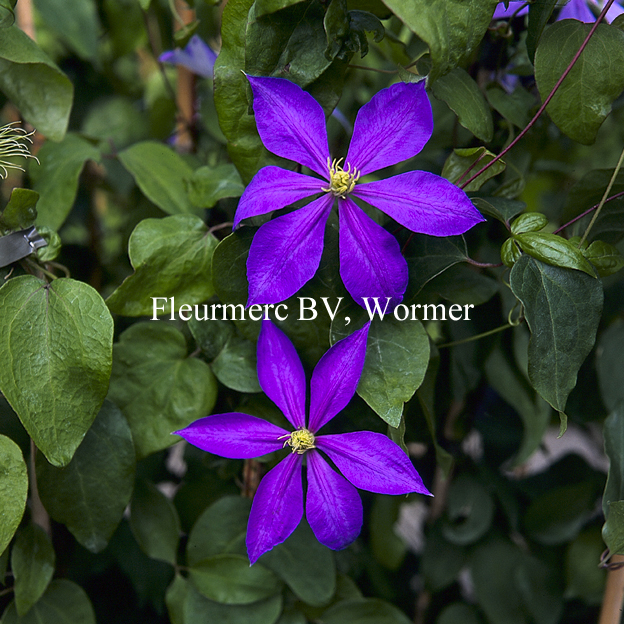 Clematis 'Countess of Lovelace'