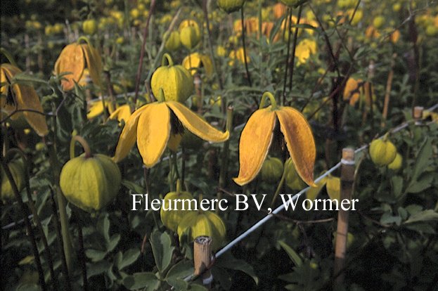 Clematis 'Last Dance'