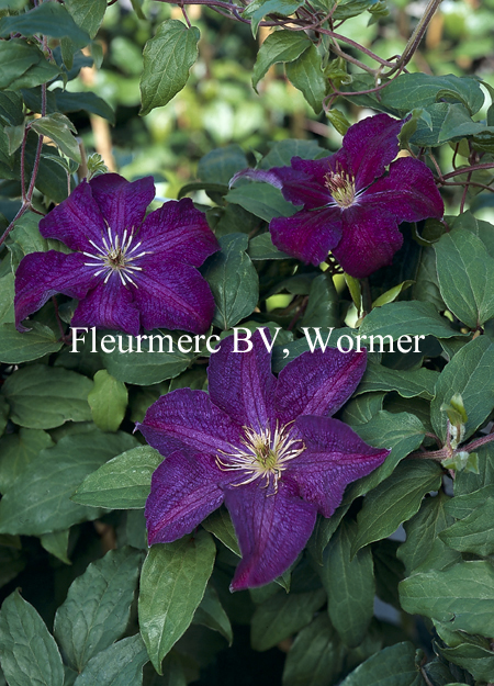 Clematis 'Syrena'