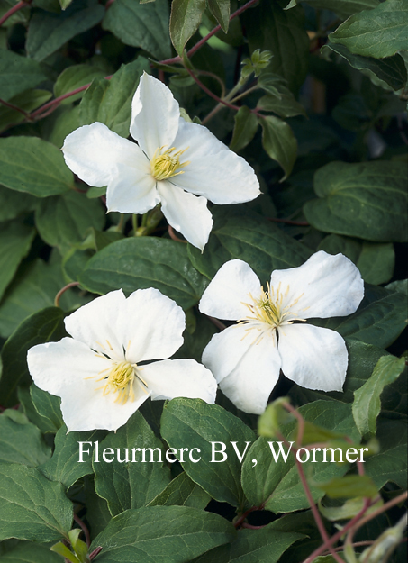 Clematis 'The Bride'