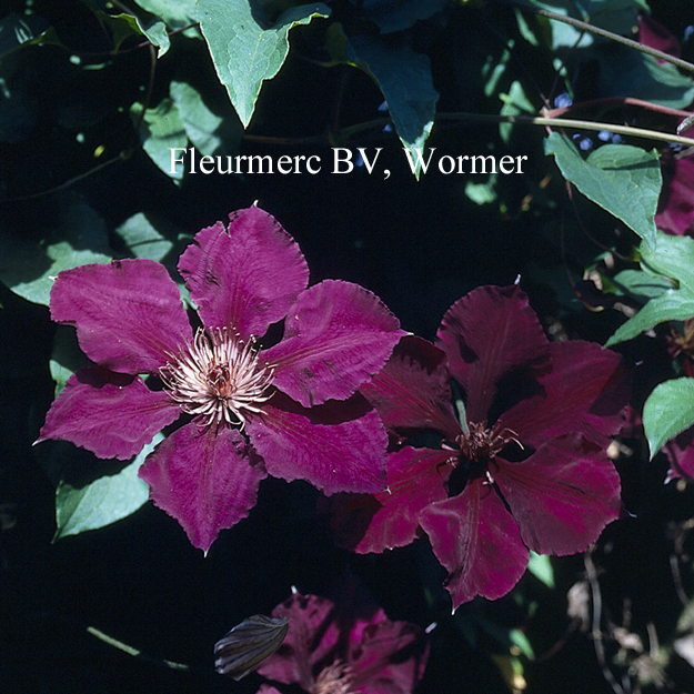 Clematis 'Voluceau'