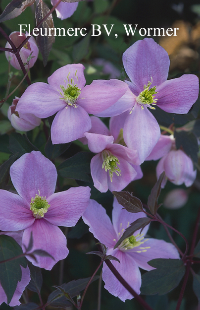 Clematis montana 'Odorata'