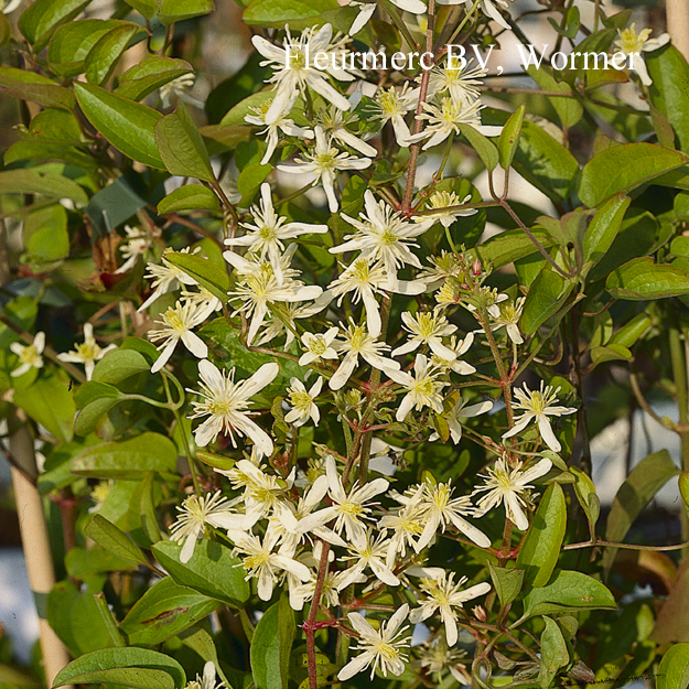 Clematis terniflora