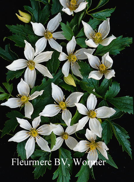 Clematis 'Anita'