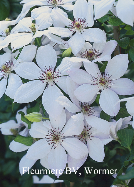 Clematis 'Edith'