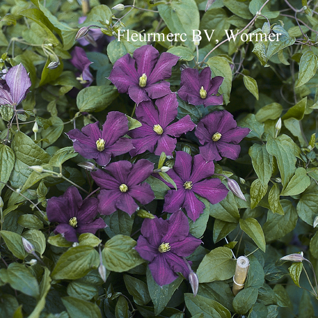 Clematis 'Etoile Violette' (VIOLET STAR)