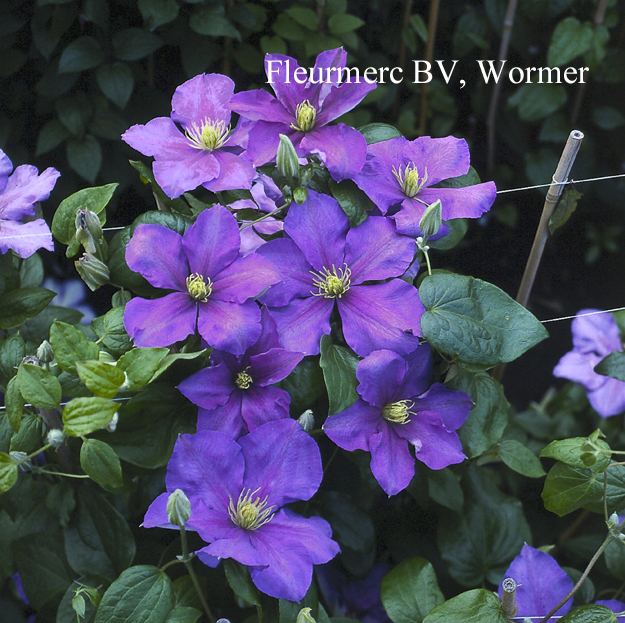 Clematis 'General Sikorski'