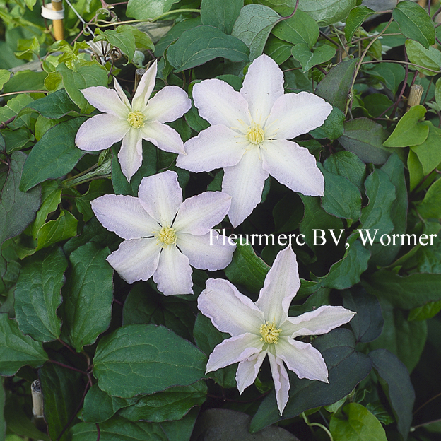 Clematis 'Gladys Picard'