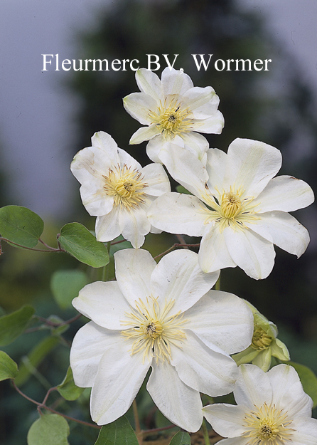 Clematis 'Guernsey Cream'