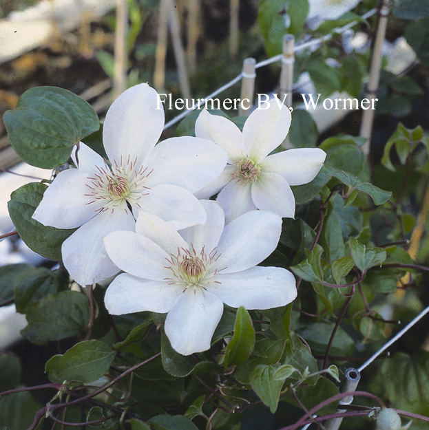 Clematis 'Henryi'