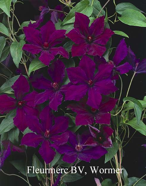 Clematis 'Honora'