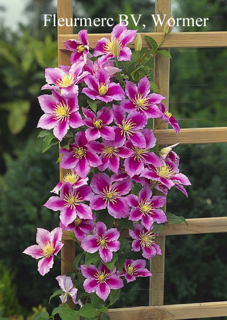 Clematis 'Piilu'