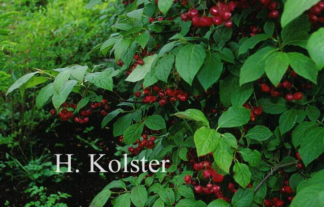 Euonymus planipes