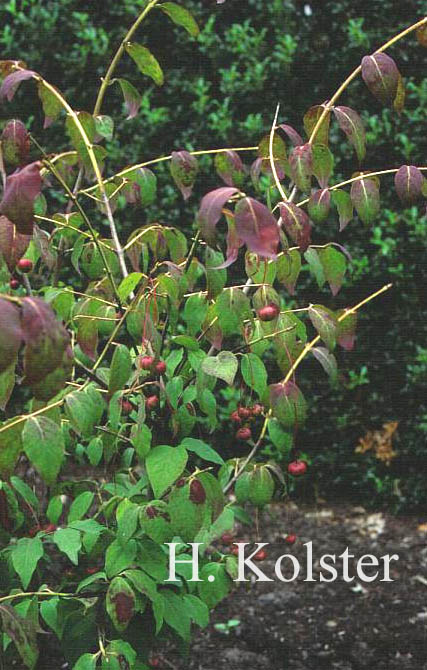 Euonymus oxyphyllus