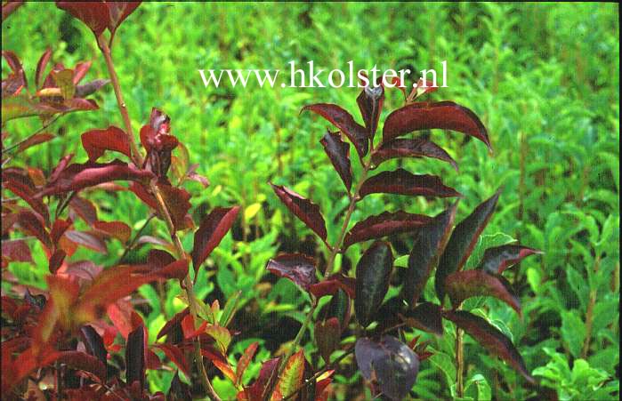 Euonymus hamiltonianus 'Indian Summer'