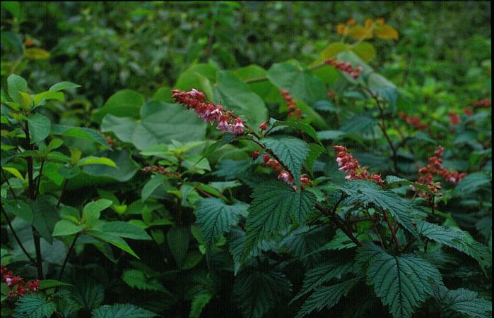 Neillia affinis