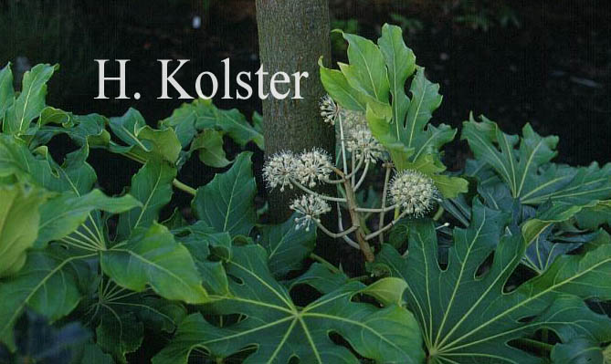 Fatsia japonica