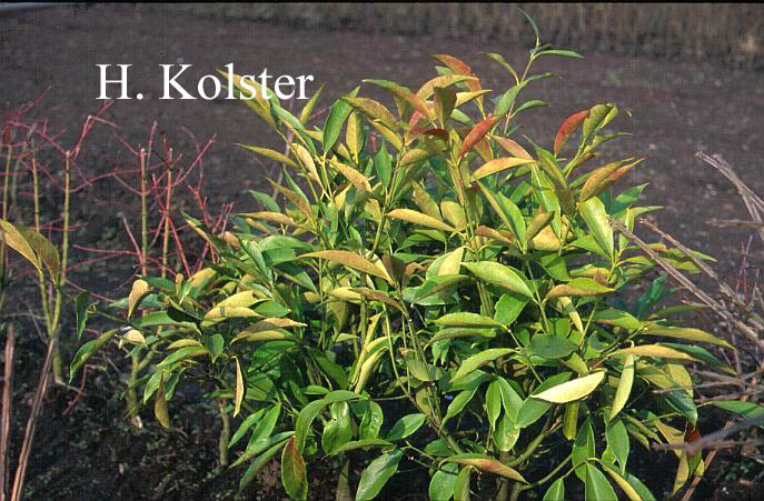 Euonymus myrianthus