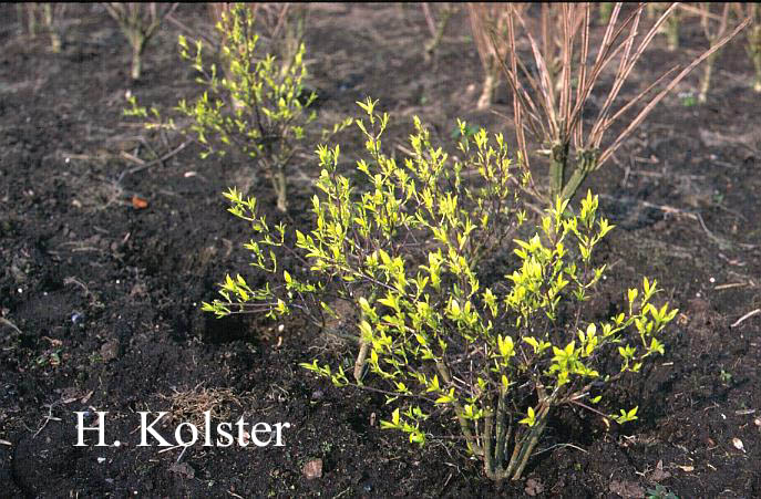 Euonymus bungeanus 'Dart's Pride'