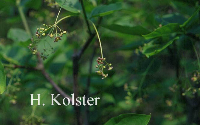 Euonymus latifolius