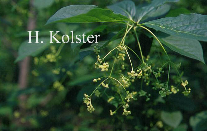 Euonymus planipes