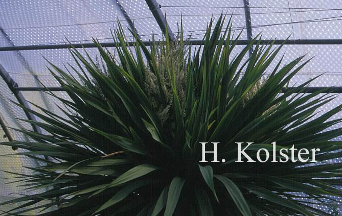 Cordyline australis