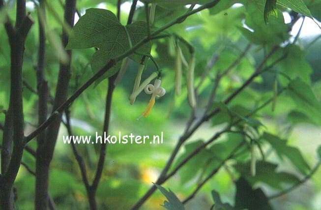 Alangium platanifolium var. genuinum (78091)