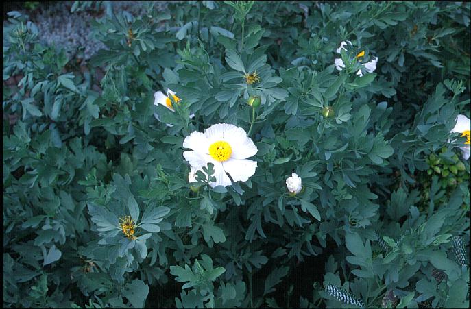 Romneya coulteri