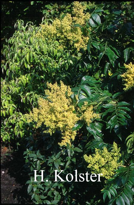 Rhus copallina