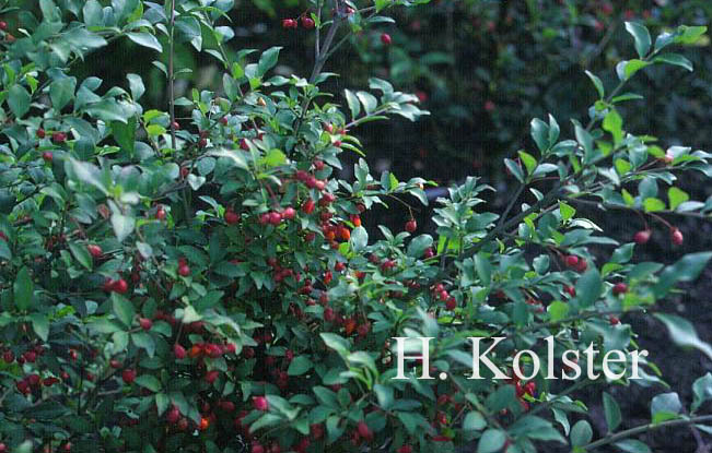 Euonymus alatus var. ciliatodentatus