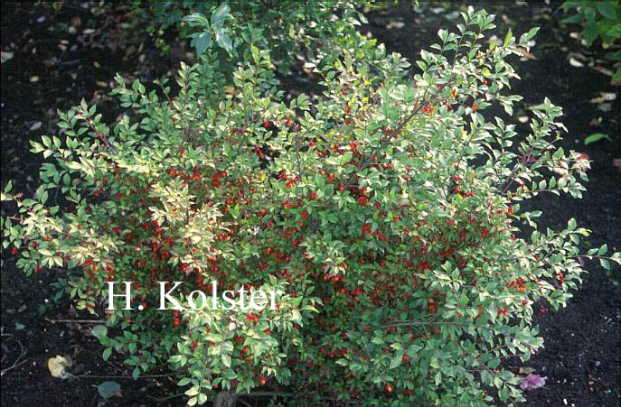 Euonymus alatus var. ciliatodentatus